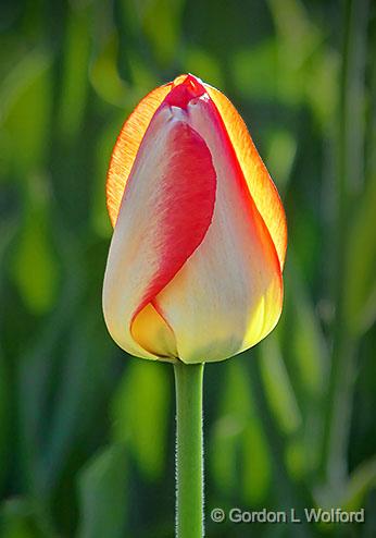 Awakening Tulip_DSCF02030.jpg - Photographed at the 2013 Canadian Tulip Festival in Ottawa, Ontario, Canada.